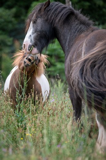 Photographe - Fourcoil - photo 2