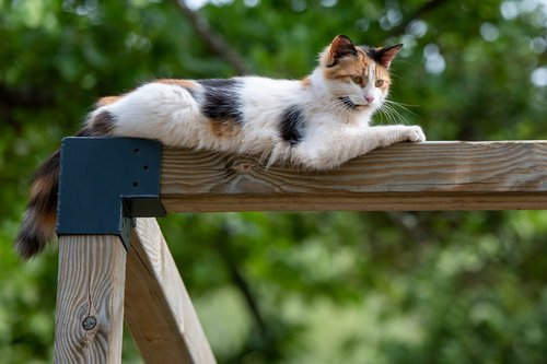 Photographe - Fourcoil - photo 22