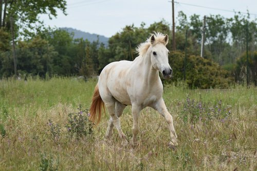 Photographe - Fourcoil - photo 16